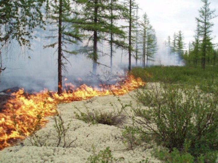В Надымском районе горят почти 1,2 тысячи гектаров леса