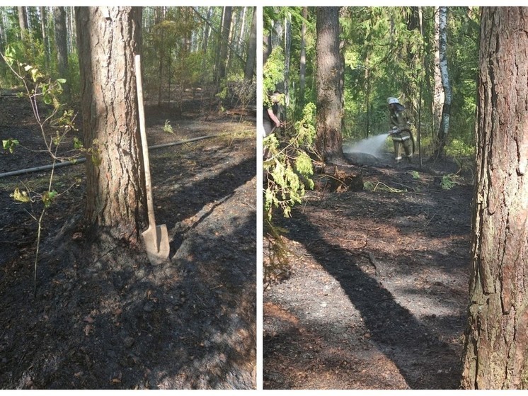 Жители Суслонгера обнаружили и затушили лесной пожар