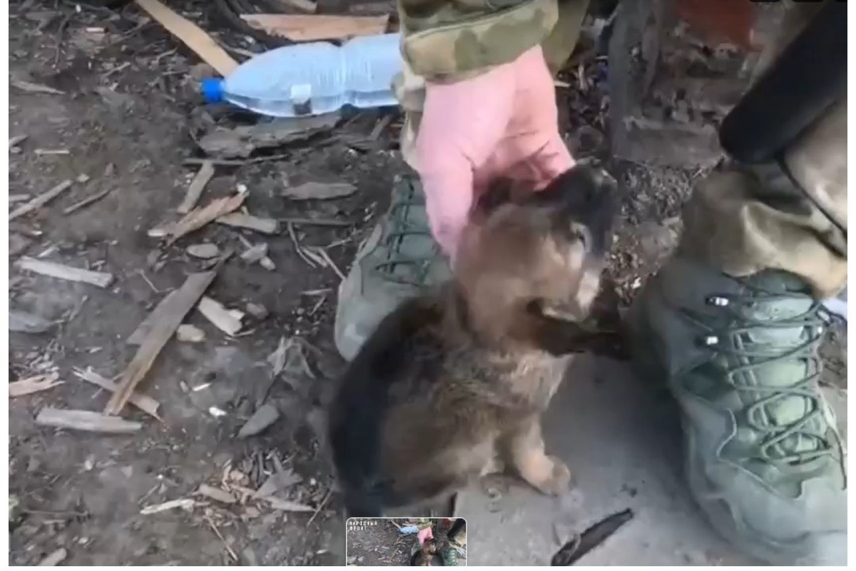 Нападение сво. Боец сво спас щенят. Боец сво со спасенной собакой. Собака спасшая жизнь бойцам на сво. Чупакабра в Новосибирске напала на жителя.