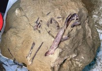 Специалисты экспедиционного отряда Кузбасского государственного краеведческого музея обнаружили в рамках уникальных палеонтологических исследований фрагмент скелета теропода — хищного динозавра