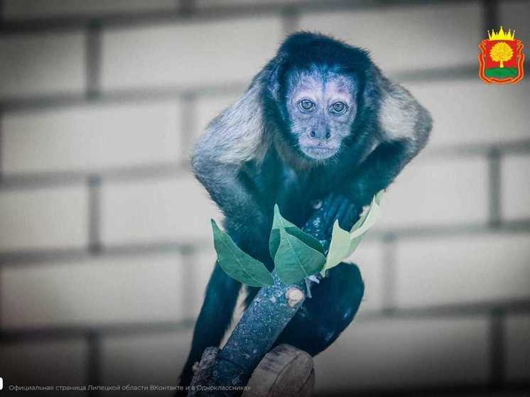 В Липецком зоопарке живет обезьянка, которую изъяли у контрабандиста