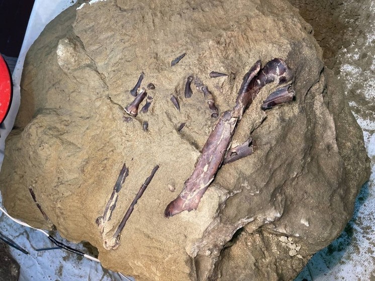 В Кузбассе нашли останки уникального для России динозавра