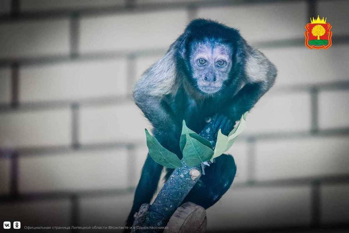 В Липецком зоопарке живет обезьянка, которую изъяли у контрабандиста