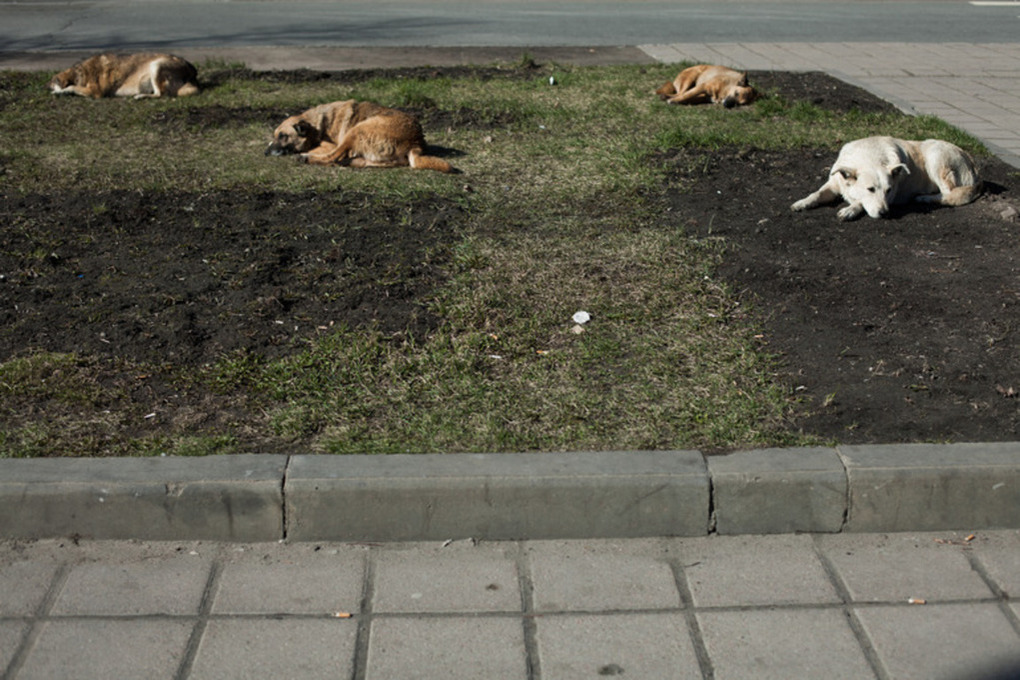 Калининградский министр предложил подкармливать бездомных собак