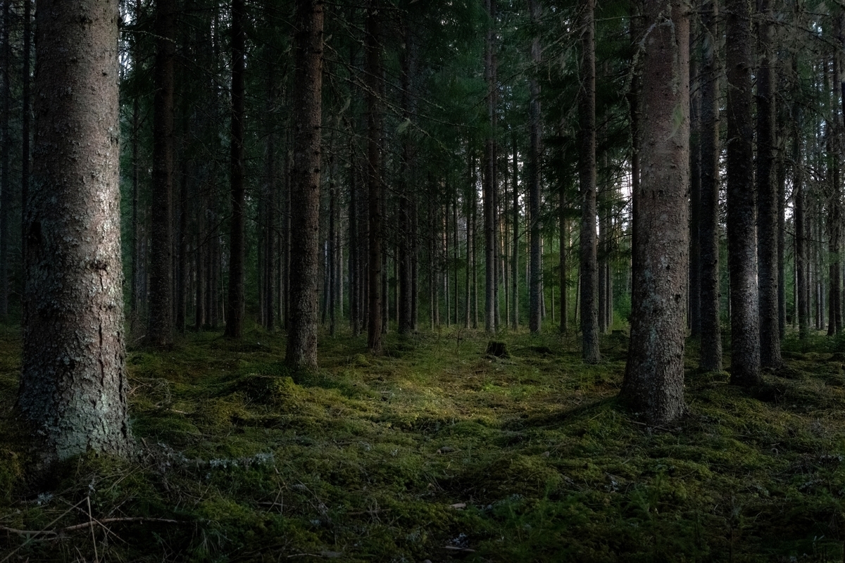 К 2025 году работы по лесоустройству в Поморье будут завершены почти на 100%
