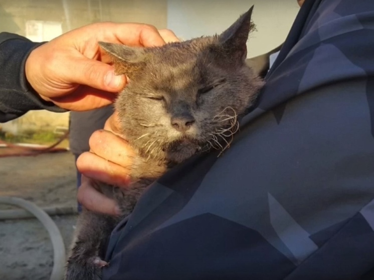 В Ноябрьске пожарные спасли кошку из горящей жилой двухэтажки