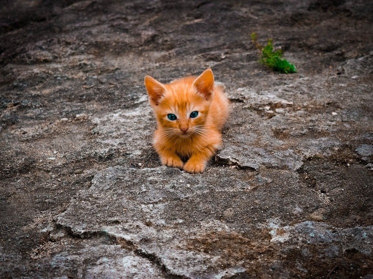 Котенка в Одинцово выкинули в завязанном мусорном пакете