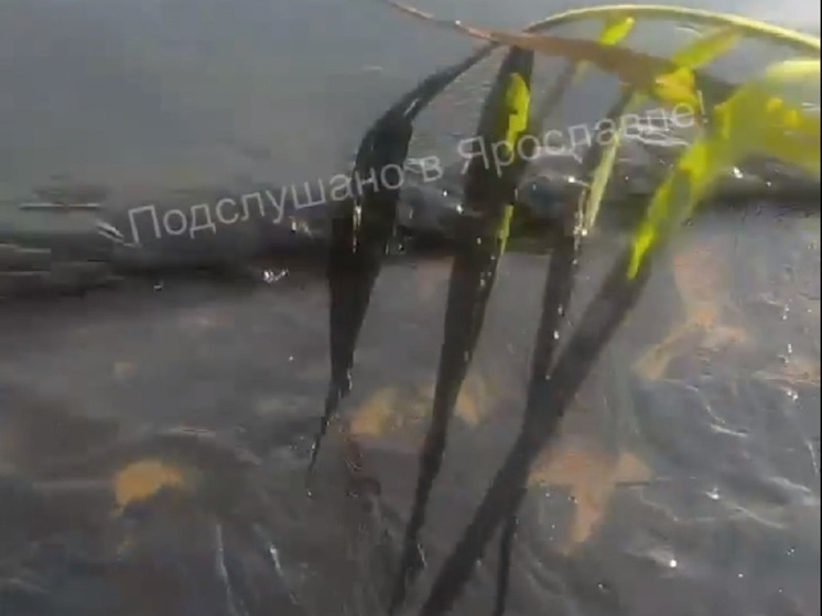 В Ярославле Волга почернела от грязи