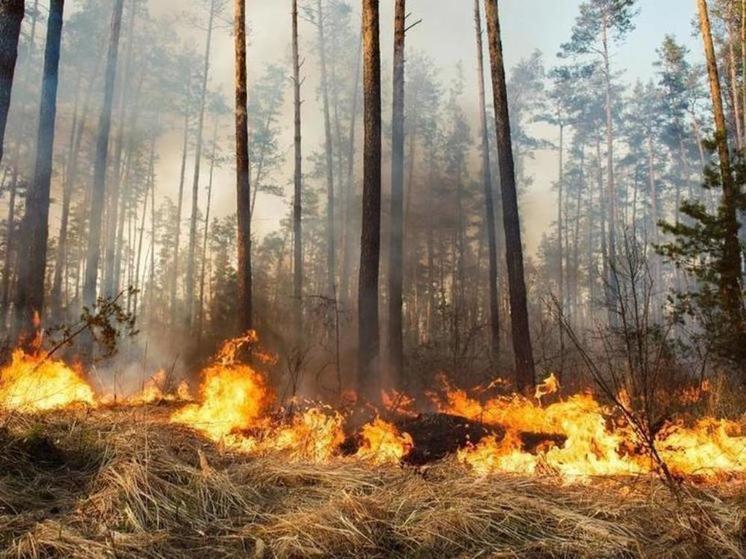 В Надымском районе горят больше 1000 гектаров леса