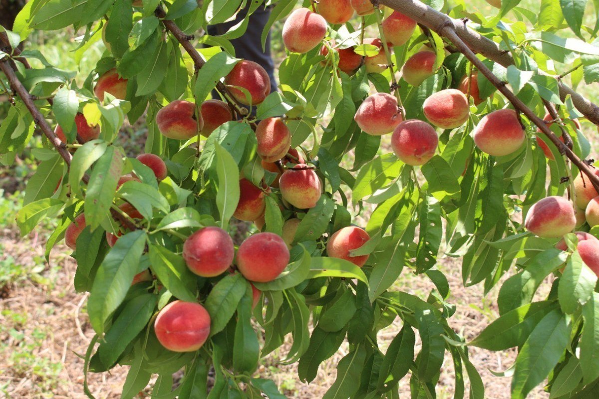 Плодовые деревья Дагестана