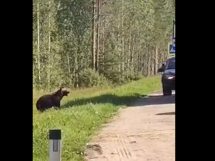 Охотники застрелили медведя, который просил еду на трассе в Карелии
