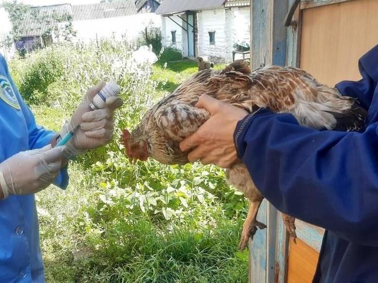 В Башкирии в угрожаемой зоне провакцинировали более 2000 голов кур