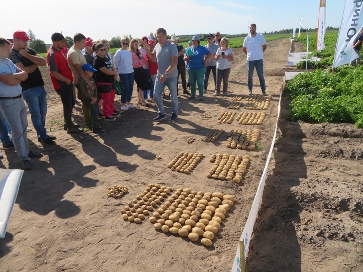 В Солецком районе прошел «День картофеля»