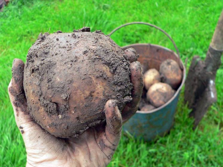 The Ministry of Agriculture announced a drop in potato producer prices by almost a quarter over the year