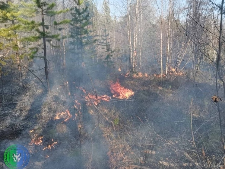 В Шурышкарском районе за сутки потушили 2 лесных пожара