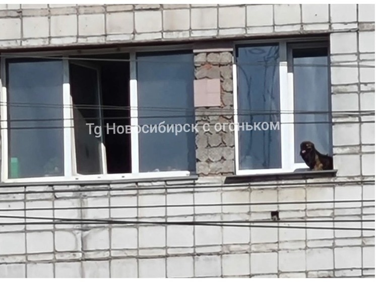 В Новосибирске маленькая собачка застряла на карнизе многоэтажки