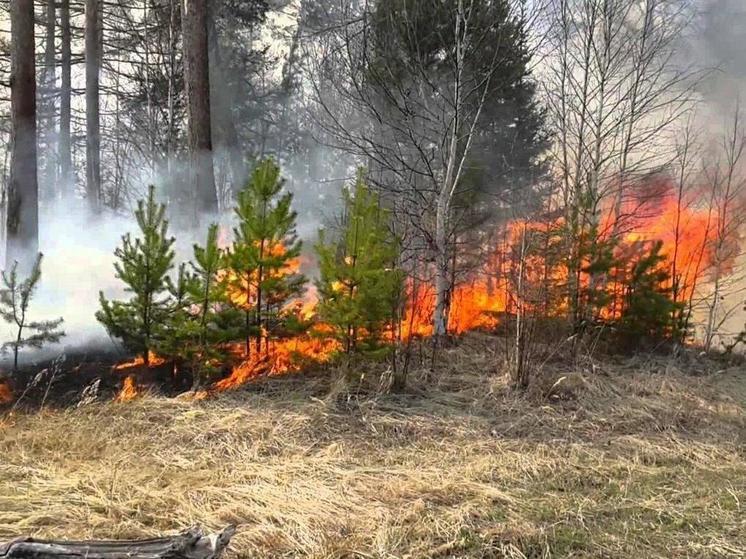 На Ямале горят больше 2000 гектаров леса: очаги действуют в 3 районах