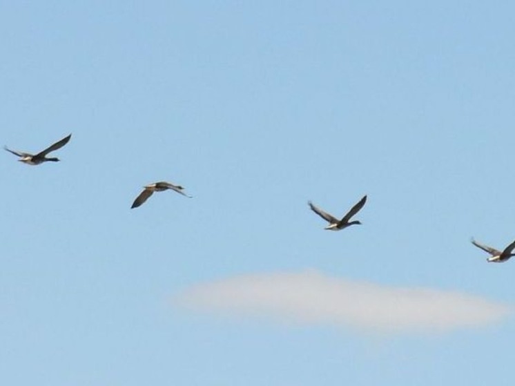 Осенняя охота на водоплавающую дичь открылась на Чукотке