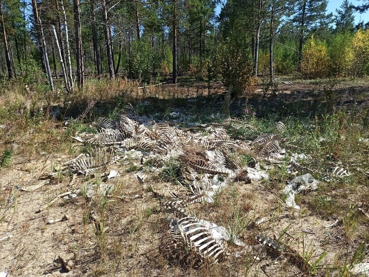 «Скотомогильник»: в Надыме нашли свалку из скелетов животных
