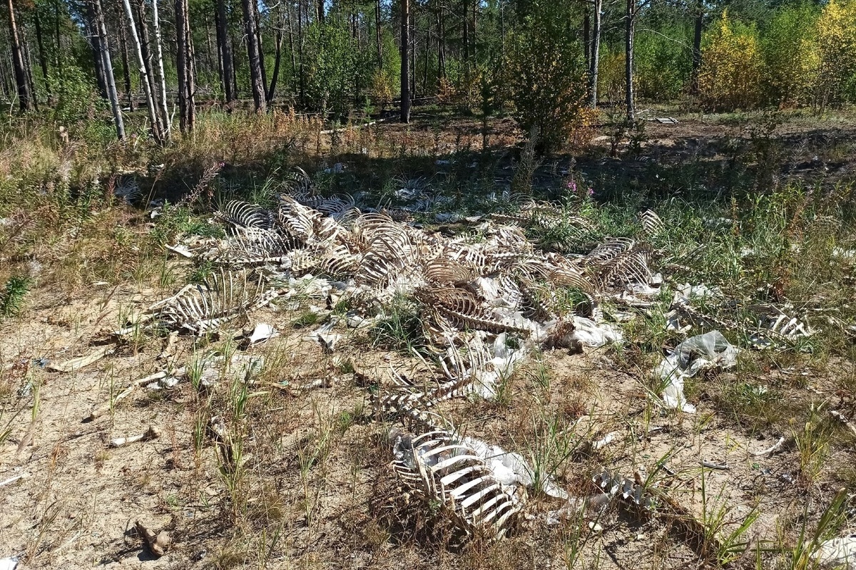 Скотомогильник»: в Надыме нашли свалку из скелетов животных - МК Ямал