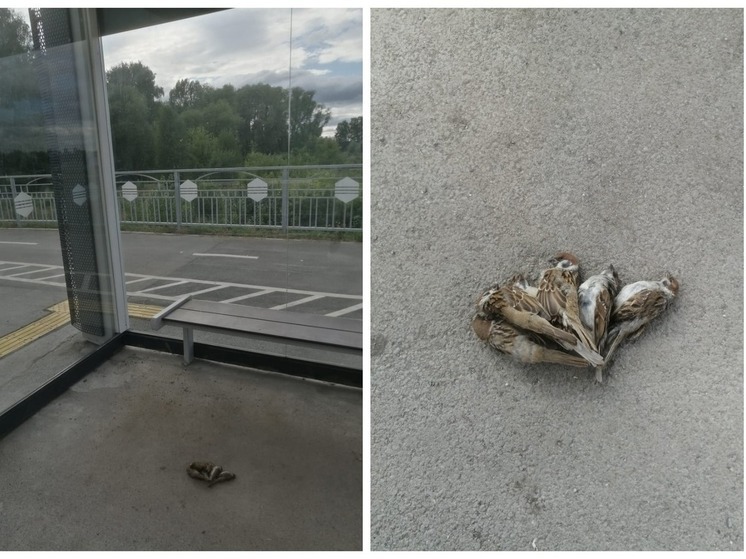 В Новосибирске, у станции метро «Спортивная, обнаружили остановку - убийцу птиц