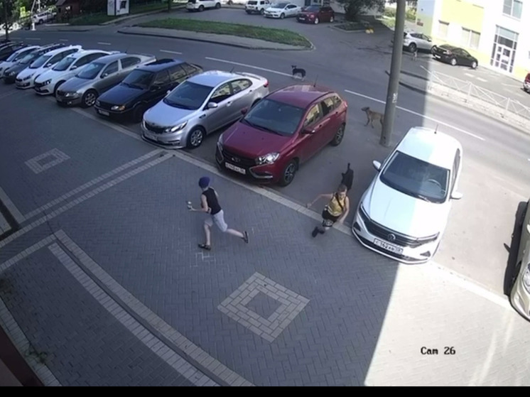 В Пензе бездомные собаки погнались за маленьким мальчиком