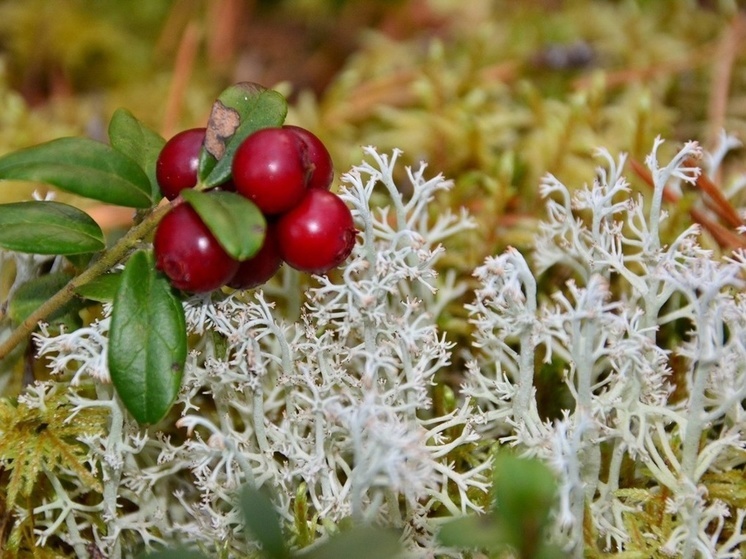 Жителям Карелии напомнили, когда идти в лес по ягоды