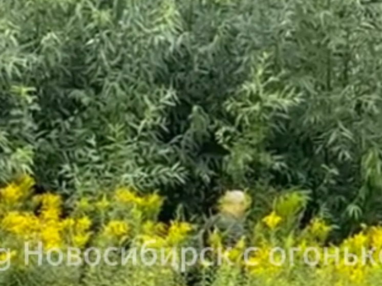 В Новосибирске рядом со школой в микрорайоне Стрижи заметили онаниста