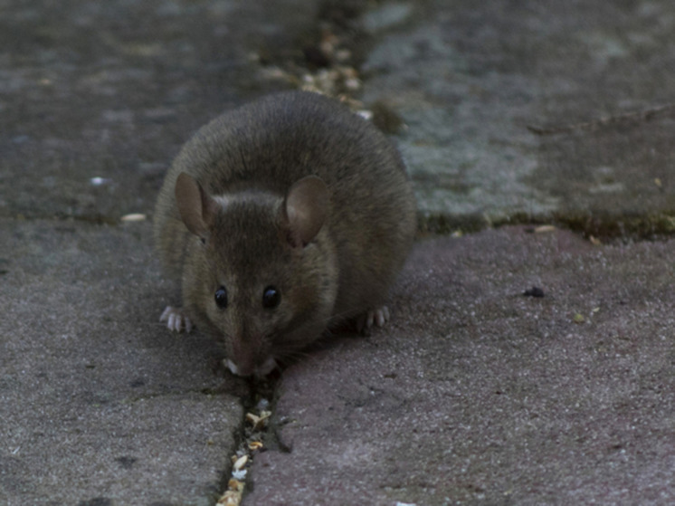 Крысы поселились почти на всех помойках, сообщили в мэрии Петрозаводска