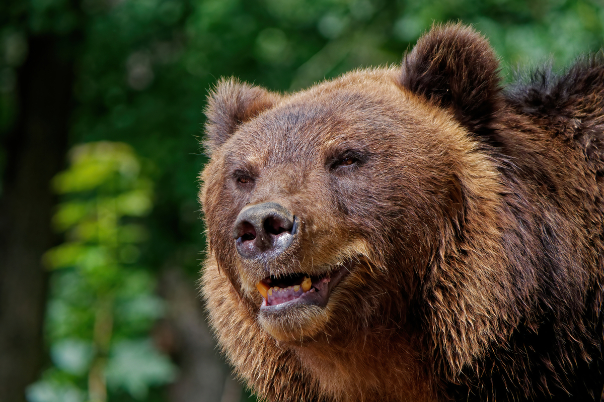 Новосибирский зоопарк бурый медведь. Где больше всего медведей. Морда медведя. Медведь улыбается. Медведь понравилось