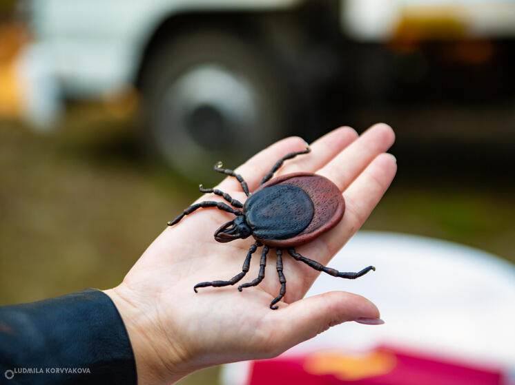 Новые случаи опасных клещевых заболеваний зарегистрированы в Карелии