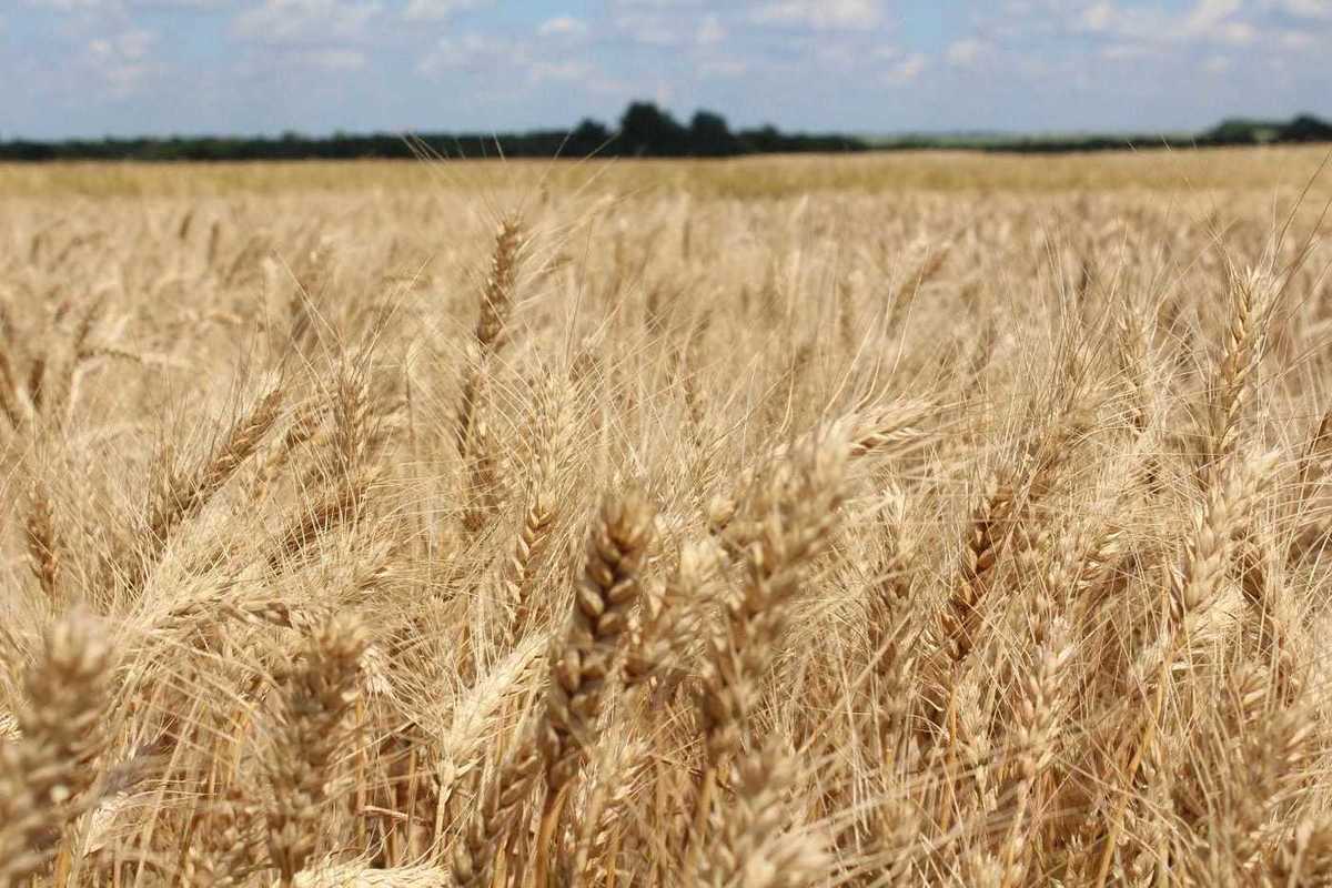 Тамбовские аграрии намолотили более двух миллионов тонн зерна