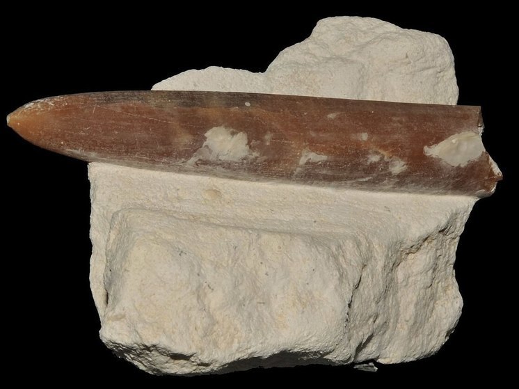 Ученые опознали клыки, найденные строителями при рытье котлована в Митино