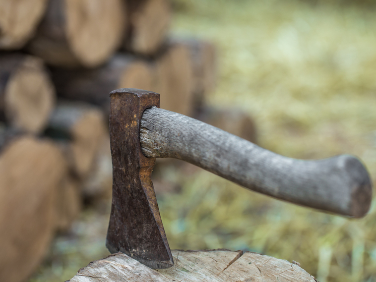 Предприниматели в Карелии незаконно нарубили лес на 4 миллиона рублей