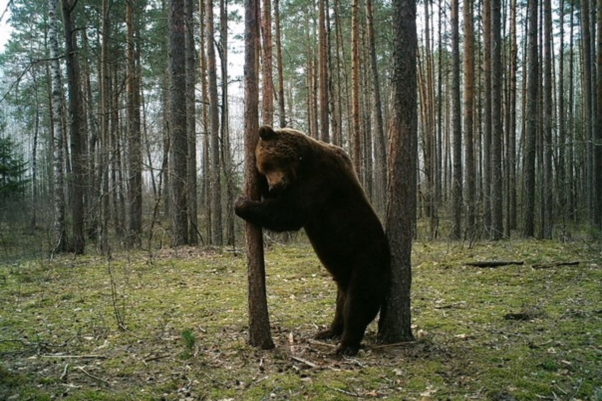 Брянский лес картинки