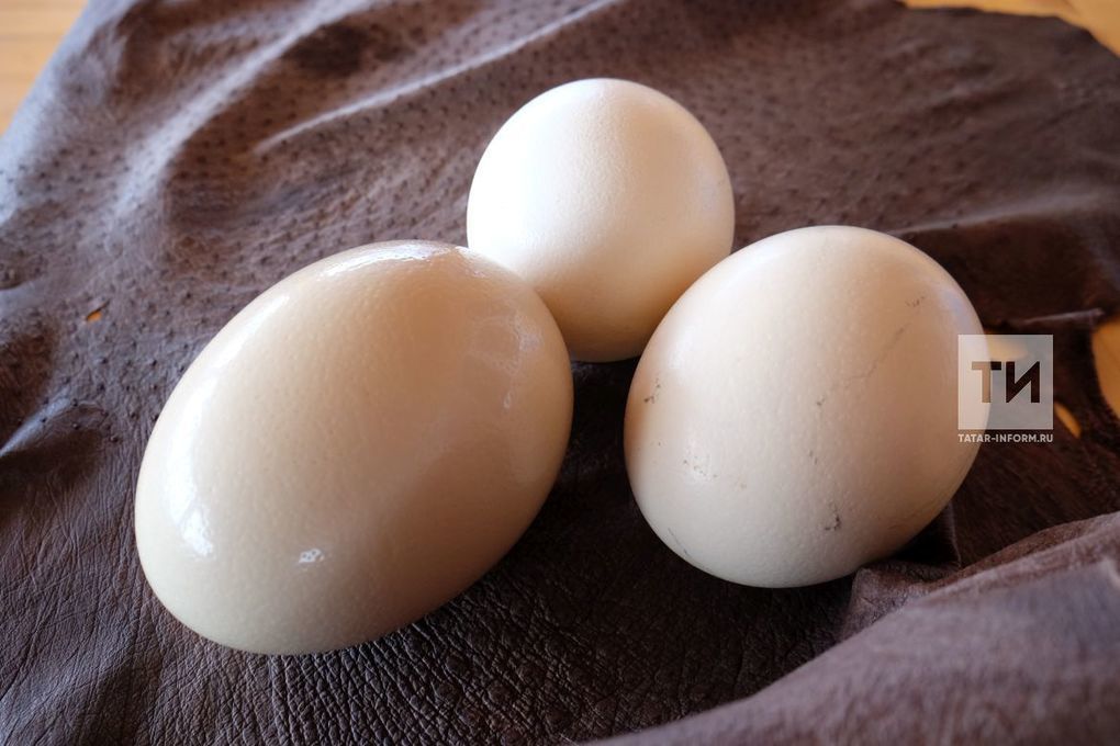 Из-за птичьего гриппа в Башкирии с прилавков Татарстана изымут 300 тысяч яиц