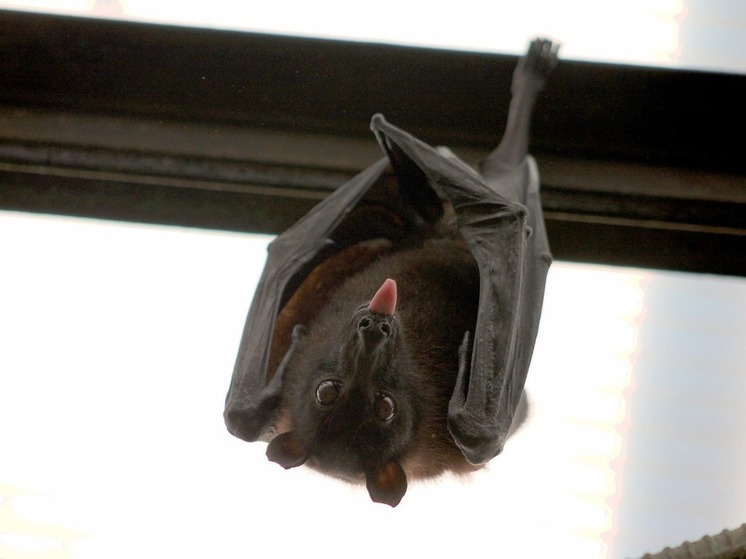 Жителей Орехово-Зуево атаковали летучие мыши