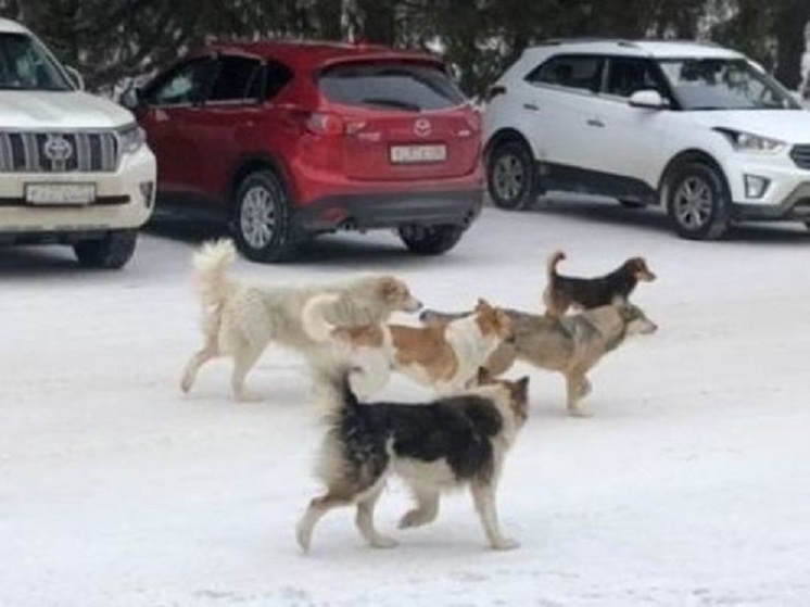 Бродячие собаки чуть не растерзали омичку с ребенком