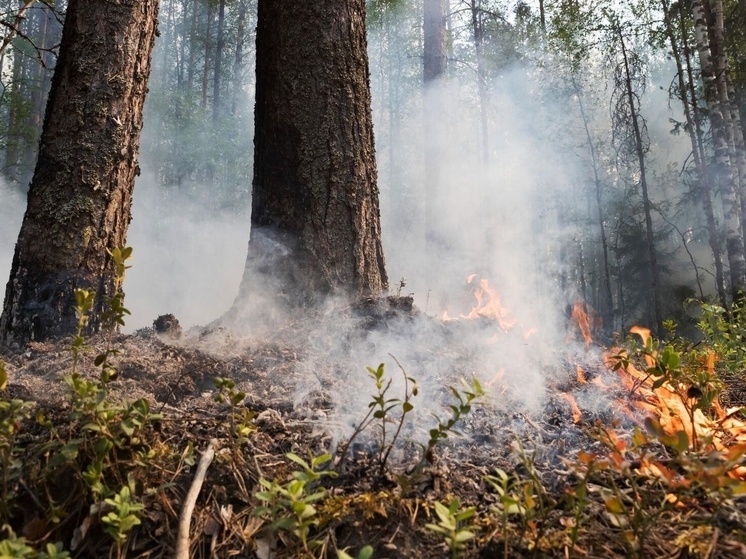 В 5 районах Ямала продлили запрет на посещение лесов до 5 сентября