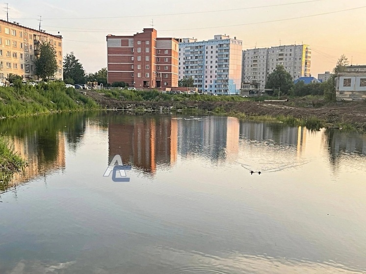 На "Козловском озере" под Новосибирском убили всех уток и утят