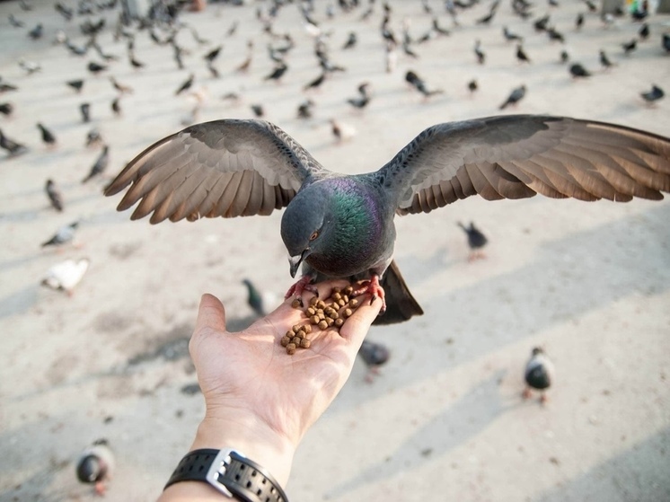 Минсельхоз Карелии объяснил, какую опасность несут городские голуби