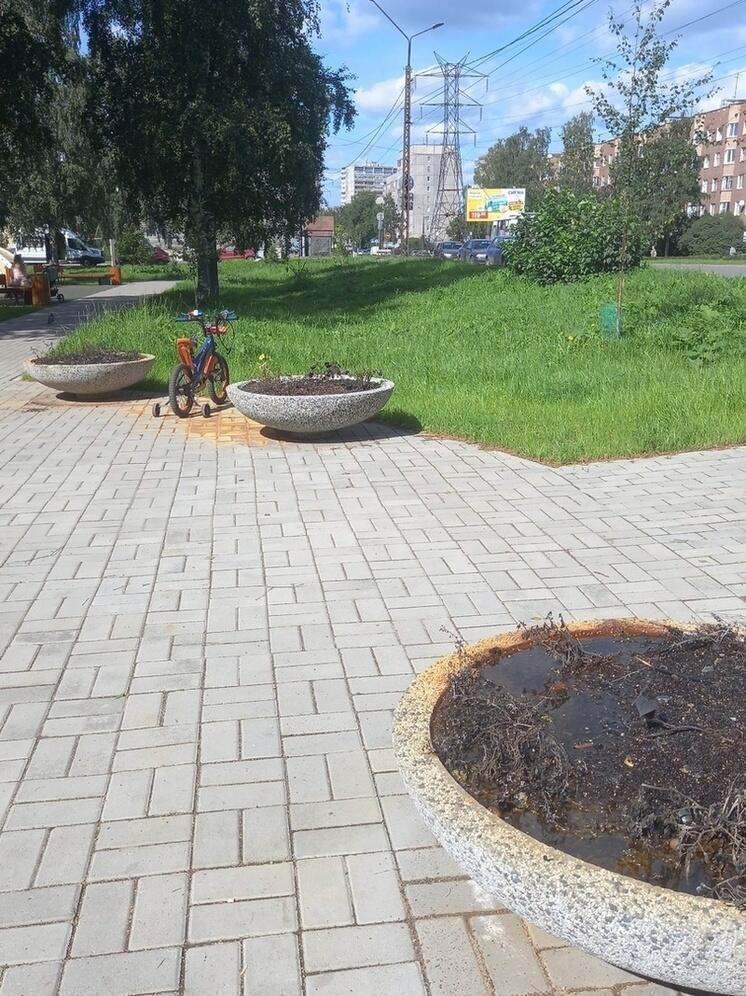 Цветы сгнили в расставленных по Петрозаводску вазонах