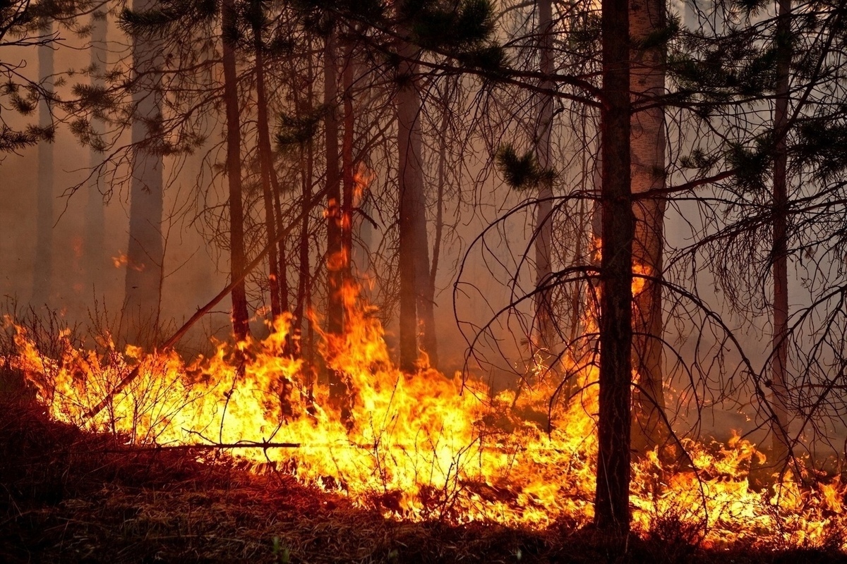 В Ярославской области тушили лесной пожар