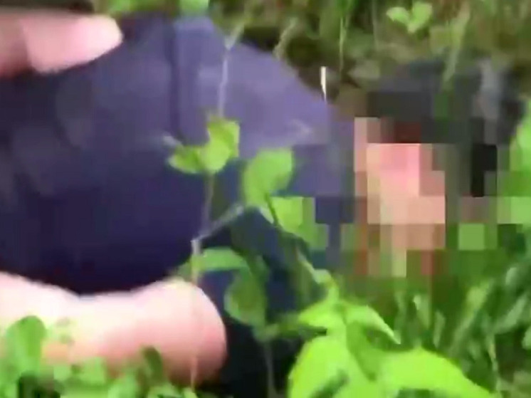 Появилось видео задержания диверсантов, планировавших подрыв в Красноярском крае