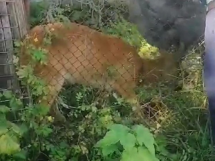 В Амурской области от людей убегала косуля в одеяле