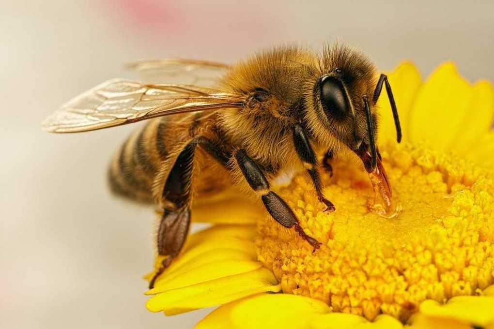 Как выявить аллергию на пчел и ос? – Рассказывает эксперт