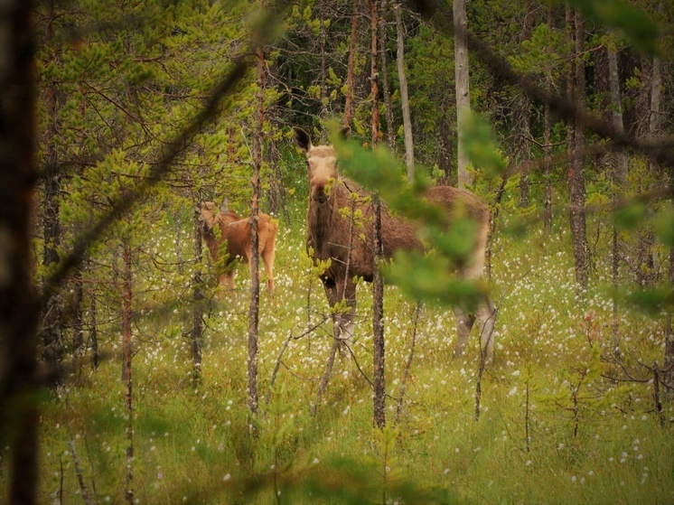 Лосиха посмотрела в объектив фотографа в заповеднике Карелии