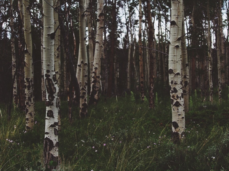 Житель Карелии спилил две березы на дрова и попал под статью