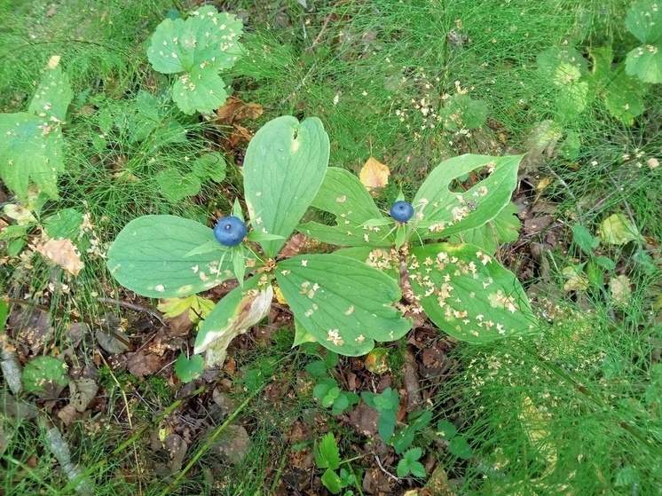 Заповедник «Кивач» рассказал, какие ягоды и растения Карелии могут убить человека