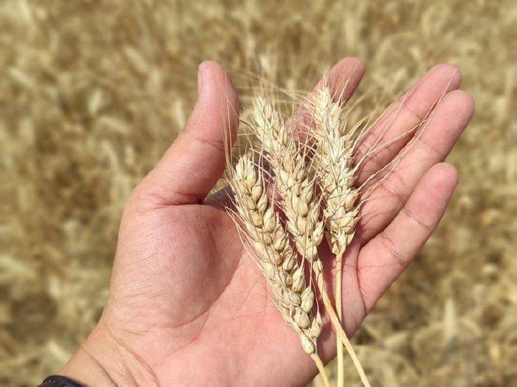 В Калмыкии собрали рекордный урожай зерна